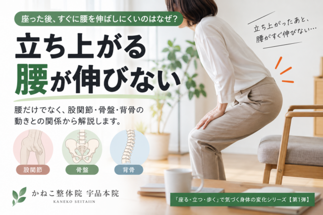 立ち上がる 腰が伸びない｜座った後に腰を伸ばしにくい理由と骨盤・股関節の関係｜広島市南区 かねこ整体院 宇品本院